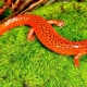 Salamandra de aquário: características, tipos e conteúdo
