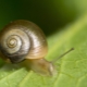 Escargots en spirale dans un aquarium: caractéristiques, avantages et inconvénients