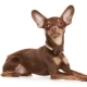 Telinga Toy Terrier: tetapan dan penjagaan