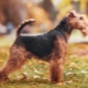 Welsh terrier: descrizione, contenuto e allenamento