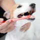 Soorten en aanbevelingen voor het kiezen van tandenborstels voor honden