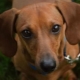 Chó tai cụp: tổng quan về các giống chó phổ biến và các sắc thái của việc nuôi