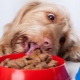 Nourriture humide de qualité supérieure pour chiens