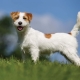 كل ما تحتاج لمعرفته حول Wirehaired Jack Russell Terrier