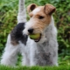 Alles wat u moet weten over Wire Fox Terriers