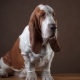 All About Basset Hounds