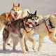 All About Sled Dogs