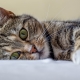 Alt om katte: beskrivelse, typer og indhold