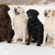 Todo sobre los perros perdigueros de Labrador