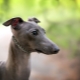 All about Italian greyhounds