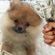 Viskas apie šunų mokesčius