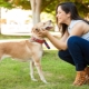 All about a dog's habituation to a new owner