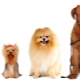 Viss par suņu izmēru: šķirnes un mērīšanas metodes