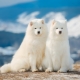 All about the Samoyeds