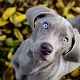 All about Weimaraners
