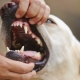 Teeth in dogs: number, structure and care