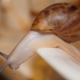 Achatina fulica bạch tạng: Ốc sên trông như thế nào và cách nuôi chúng như thế nào?