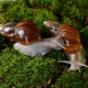 Achatina fulika: beschrijving van slakken, onderhoud en verzorging