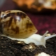 Achatina reticulata albino: het houden en verzorgen van een slak thuis