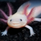 Axolotl: hvem er det, typer, størrelser og indhold
