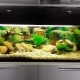 Akvárium 150 litrov: rozmery, osvetlenie a výber rýb