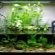 Aquarium 40 Liter: wie arrangieren und welche Art von Fisch können Sie halten?
