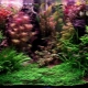 Pakar herba akuarium: ciri dan cadangan untuk membuat