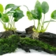 Аквариумно растение Anubias: видове, поддръжка и отглеждане