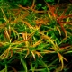 Ludwigia aquarium plant: mga uri, pagpapanatili at pangangalaga