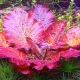 Akvarijska biljka nimfeja: vrste, sadnja i njega