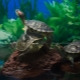 Aquarium turtles: varieties, pangangalaga at pagpaparami