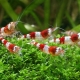 Akvarijski škampi: sorte, selekcija, njega, uzgoj