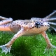 Żaby akwariowe: opis i rodzaje, konserwacja i pielęgnacja