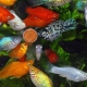 Akvarijske ribe mollies: sorte, odabir, njega, razmnožavanje