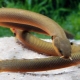 Akvarijní hadí ryby: odrůdy, výběr, péče, reprodukce