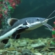 سمك السلور في حوض السمك: أصناف ونصائح للرعاية والتكاثر