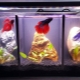 Aquariums for cockerels: selection, equipment and care
