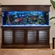 100 liter aquariums: sizes, how many fish can you keep and which ones are right?