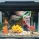 Aquariums pour 15 litres : variétés, sélection, entretien, règlement