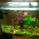Akvariji za 30 litrov: velikosti, število rib in njihova izbira