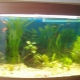 50 liter aquariums: sizes, number of fish and their selection
