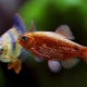 Barbus: descripción, tipos de peces de acuario y contenido