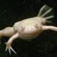 Bijela akvarijska žaba: opis i preporuke za sadržaj