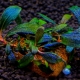 Bucephalandra: sorte, držanje u akvariju i njega