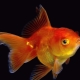 Apa dan bagaimana memberi makan ikan emas?