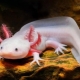 Hoe de axolotl te voeren?