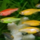 Danio glofish: Bunlar nedir ve onlara nasıl bakılır?