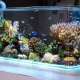 Décor d'aquarium: types et applications