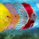 Discus: opis i vrste riba, držanje u akvariju i njega