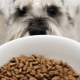 Makanan anjing hypoallergenic: ciri, jenis dan kriteria pemilihan